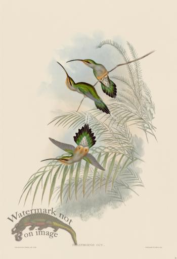 Gould Hummingbird 026